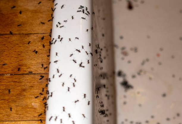 Best Cockroach Control Services  in Victoria, MN