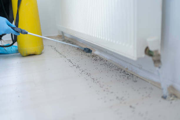 Best Wasp Removal Services  in Victoria, MN